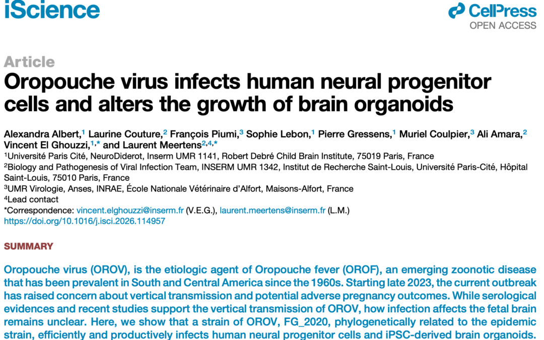 Un nouvel article Organoïdes en 2026 publié dans iScience